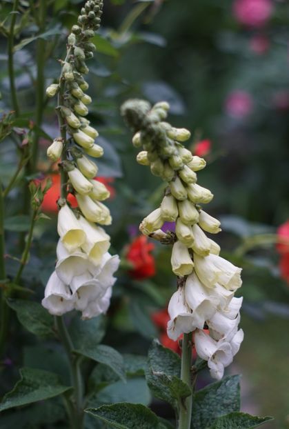  - Delphinium Lupin Digitalis