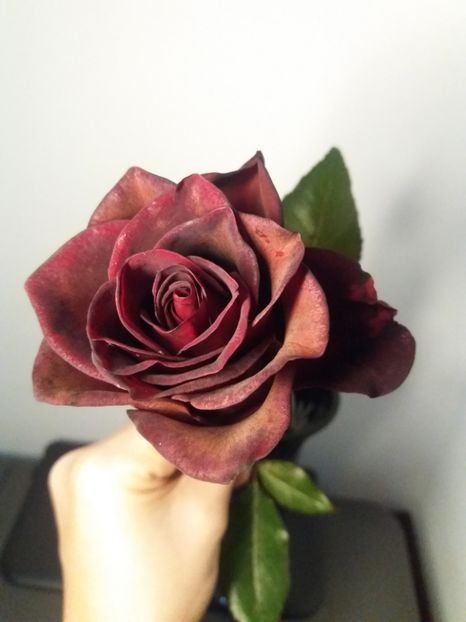  - Trandafir de buchet Rosu