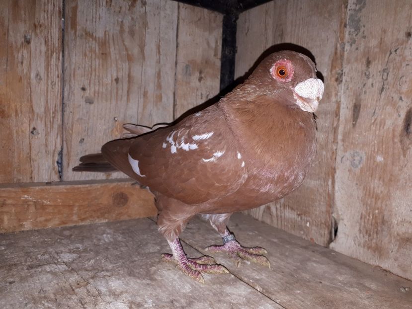 M - J2 _ tineret 2020