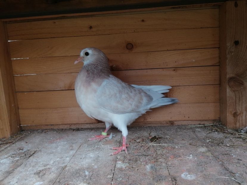  - Porumbei Jucatori de Birmingham