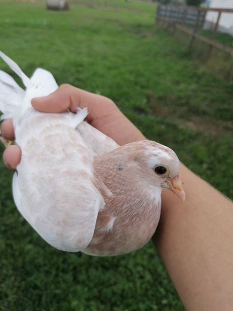  - Porumbei Jucatori de Birmingham