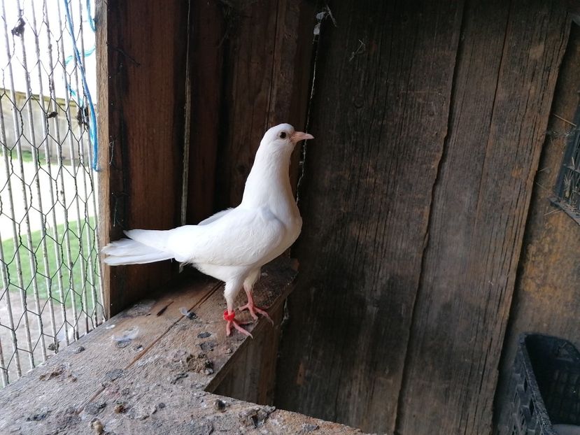  - Porumbei Jucatori de Birmingham