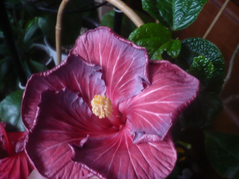 P1470290 - HIBISCUSI 2020-5