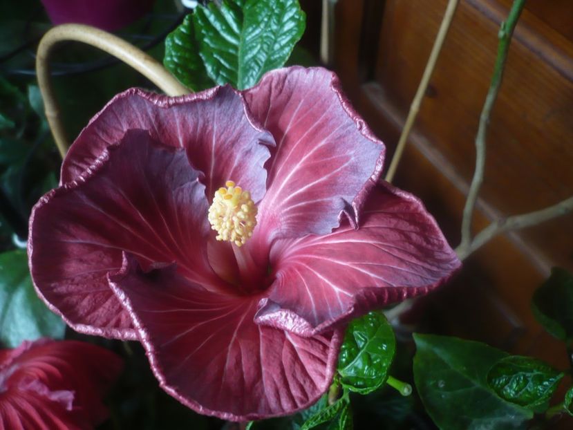 P1470291 - HIBISCUSI 2020-5