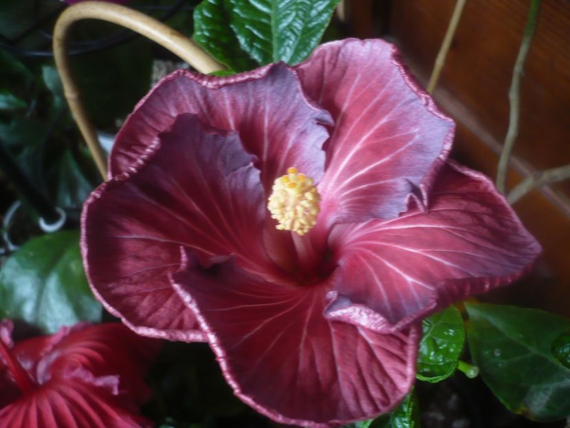 P1470293 - HIBISCUSI 2020-5