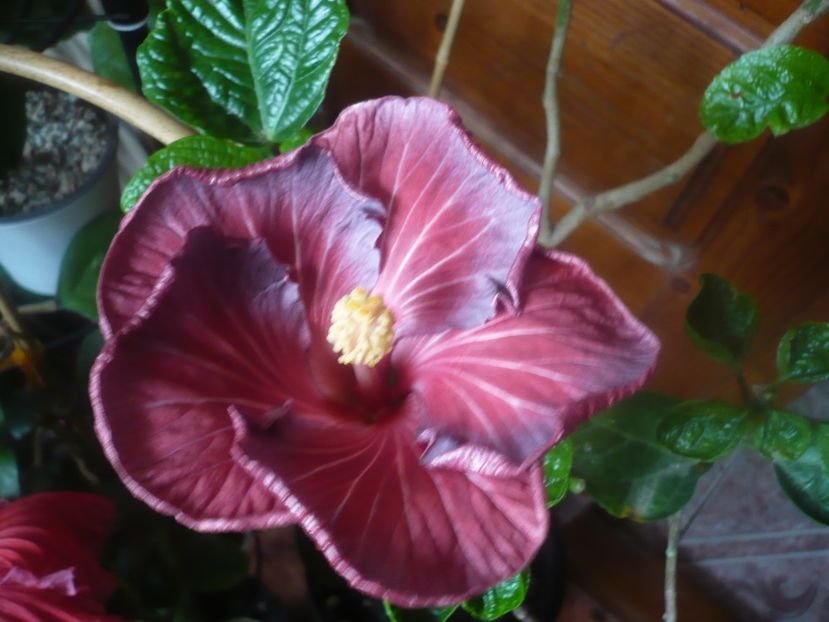 P1470294 - HIBISCUSI 2020-5