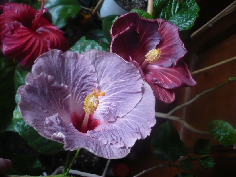 P1470297 - HIBISCUSI 2020-5
