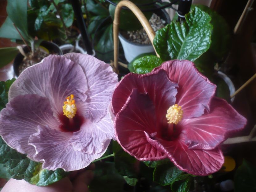 P1470299 - HIBISCUSI 2020-5