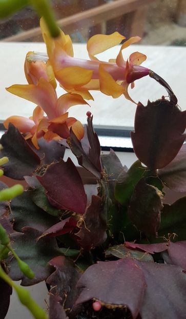 Galbioara - Schlumbergera sau Craciunita