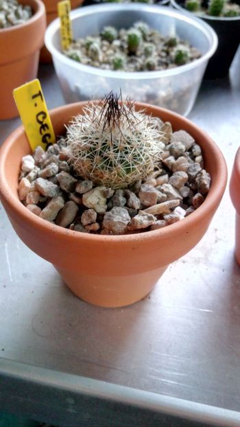 T. beguinii SS195C Nuevo Leon, North of Ascension - Turbinicarpus