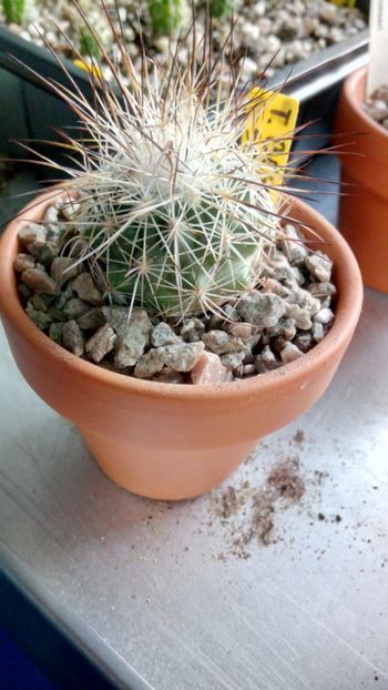 T. beguinii var.senilis MZ197 Coahuila, El Chiflon - Turbinicarpus