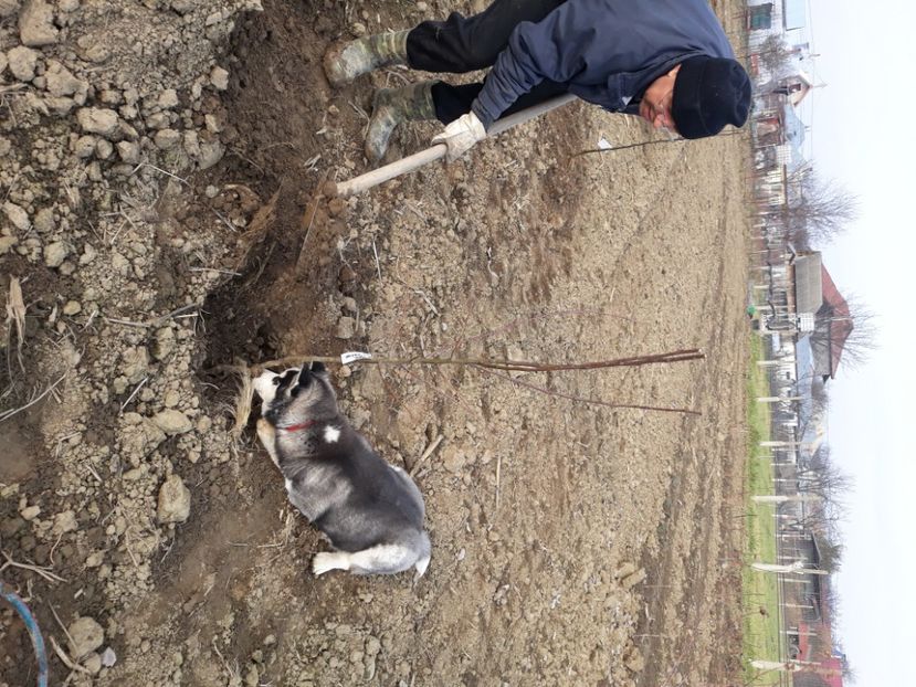 La plantat ciresi 27.11.2020 - Husky Maylo