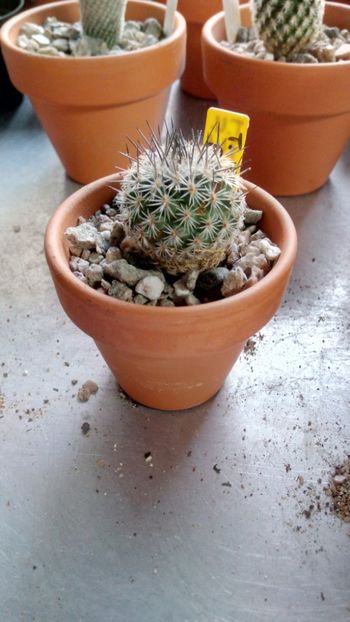 T. mandragora subs.pailanus L1035 Coahuila, Sierra de la Paila - Turbinicarpus