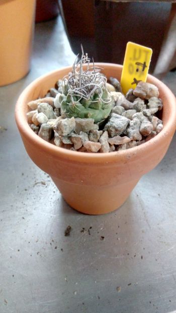 Turbinicarpus × roseiflorus - Turbinicarpus