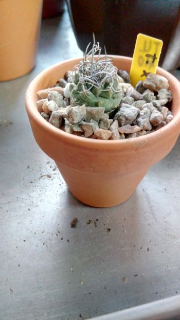 Turbinicarpus × roseiflorus - Turbinicarpus