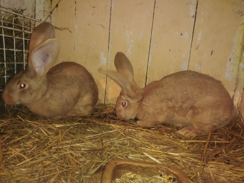  - Urias german galben matca 2020