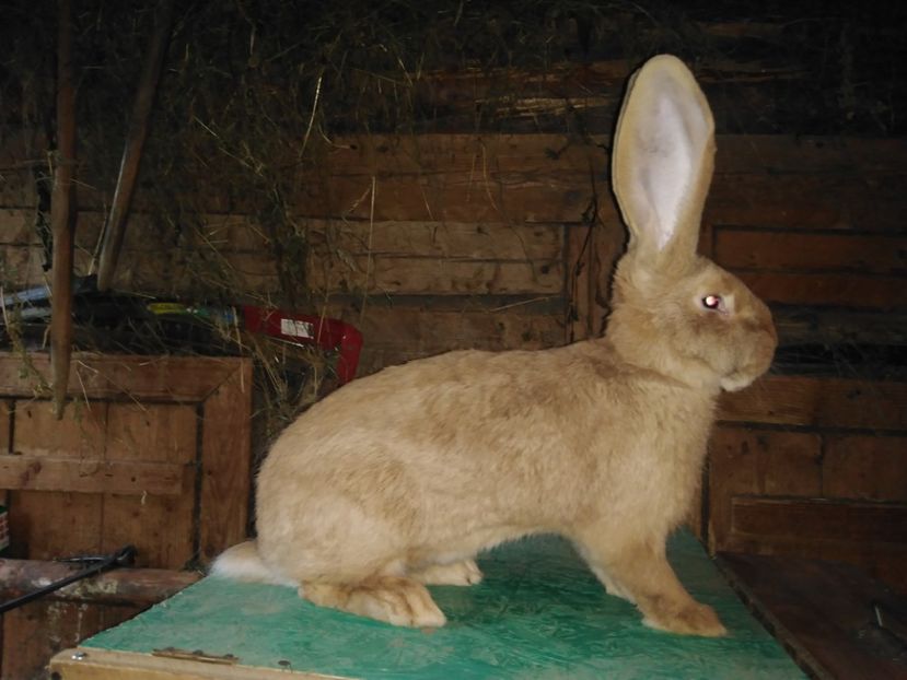  - Urias german galben matca 2020