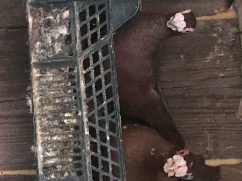 5A0E3AC2-C537-4207-A951-EB940F9B9798 - Berberi2020