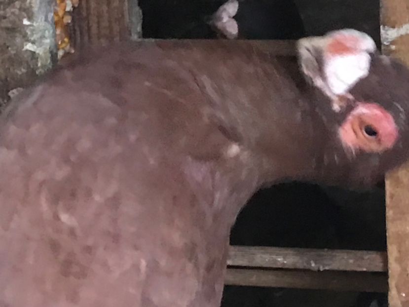 E6D904E8-AB18-4BF7-8F1A-4B8EFC81B70A - Berberi2020