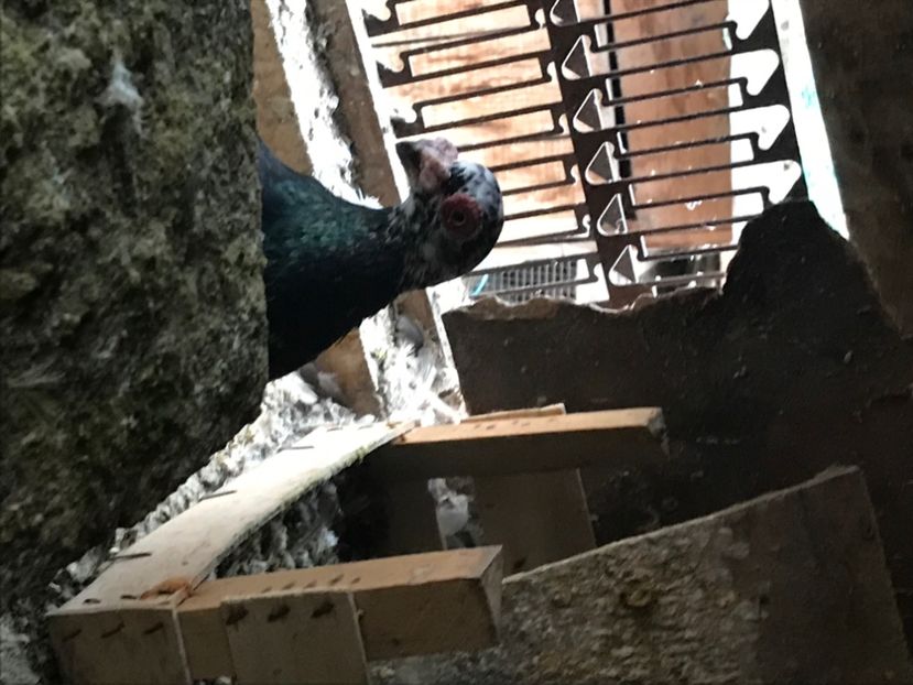 CB49EF10-F9AC-4231-8A60-ECE1E1439ABF - Berberi2020