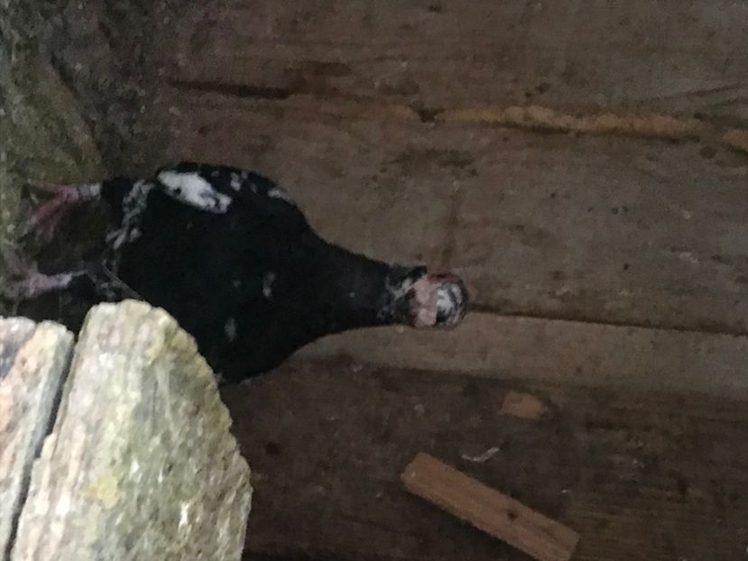 3FA42CEF-F745-4ECA-BF2F-9871DA813D70 - Berberi2020