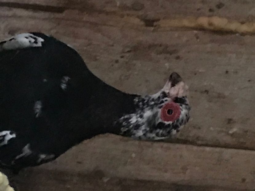 B72391A0-DD1B-4CDD-81C4-CBC34B3A7A30 - Berberi2020