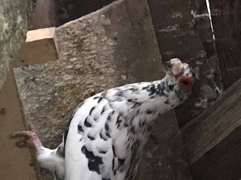 DB21091D-D43F-40FF-9AB8-715B52AF83C6 - Berberi2020