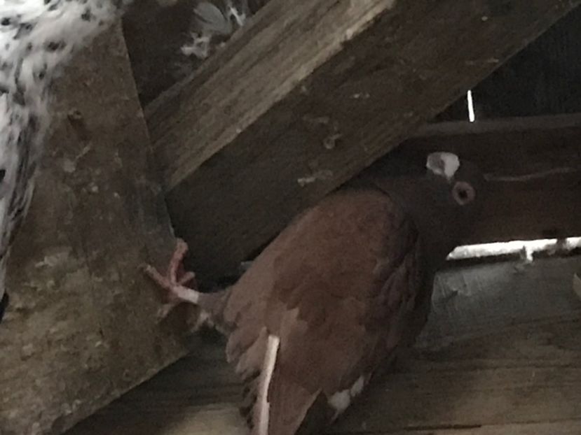 8E42DB7C-EFB2-462E-8DA3-2ABDF7718935 - Berberi2020