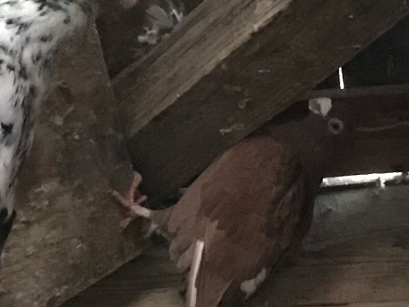 015B6059-E90F-47A7-B542-F3716B544613 - Berberi2020