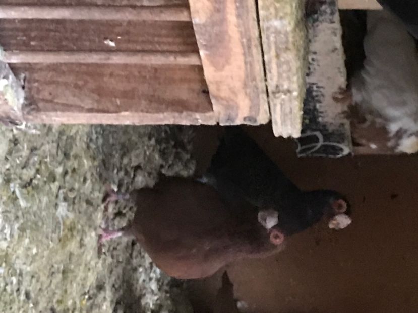 19E0C84D-DE5F-4AFC-B69B-6A0C43DB31D7 - Berberi2020