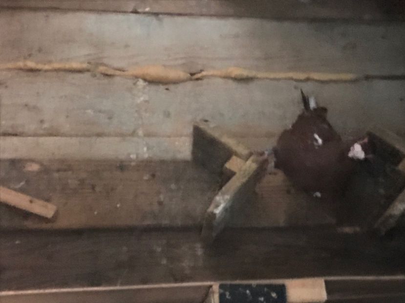 18AF64F7-ADB7-4C5F-B81A-632E5BABB7A1 - Berberi2020