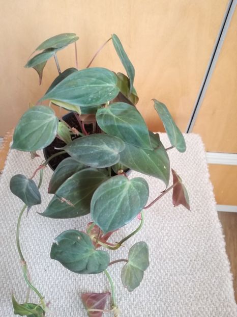 philodendron micans - Philodendron