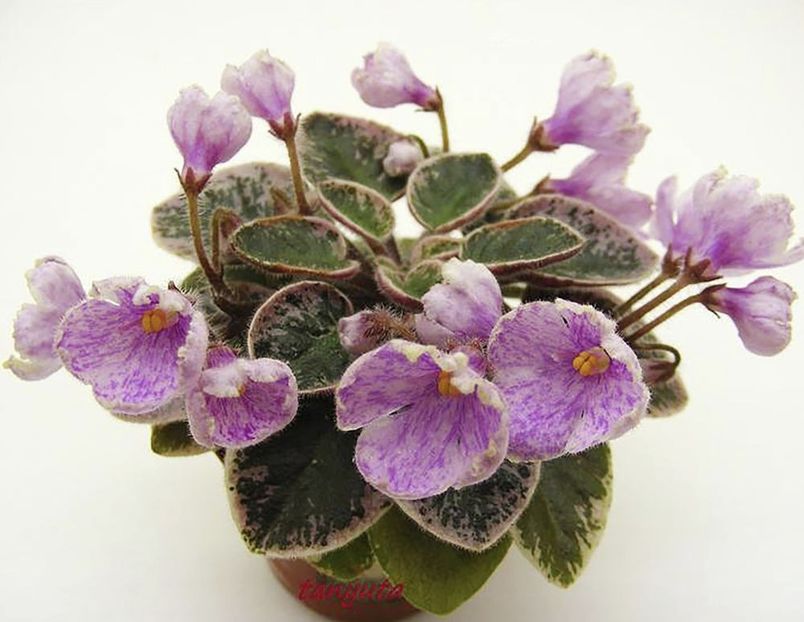 N Antoshka poza net - N-Antoshka