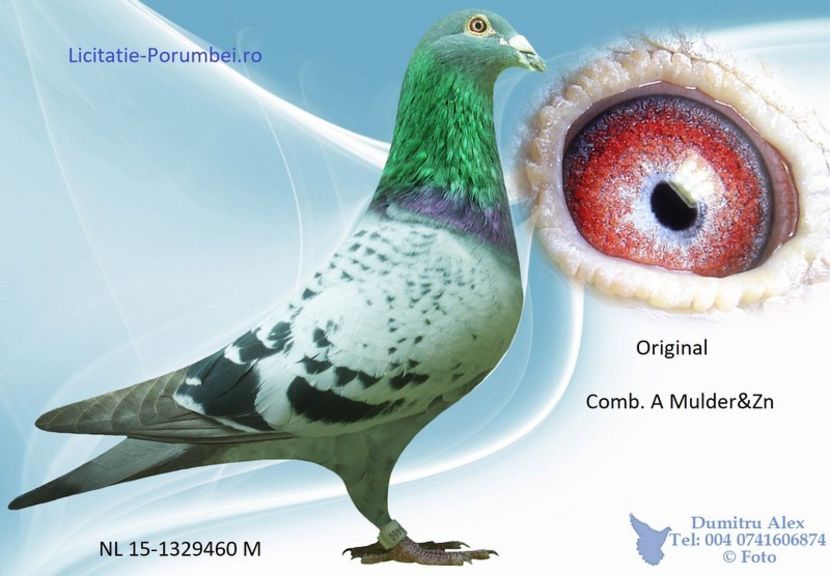  - Porumbei super top 2020 achizitii