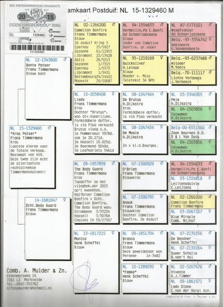 60ped - Porumbei super top 2020 achizitii