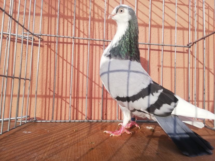 F 12 - 1-1 FEMELE Gl 2021