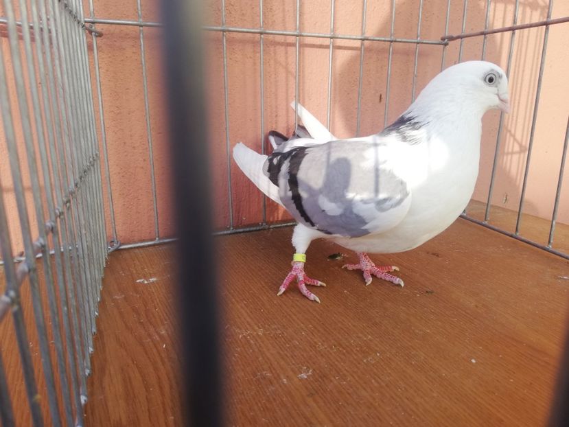 F 15 - 1-1 FEMELE Gl 2021