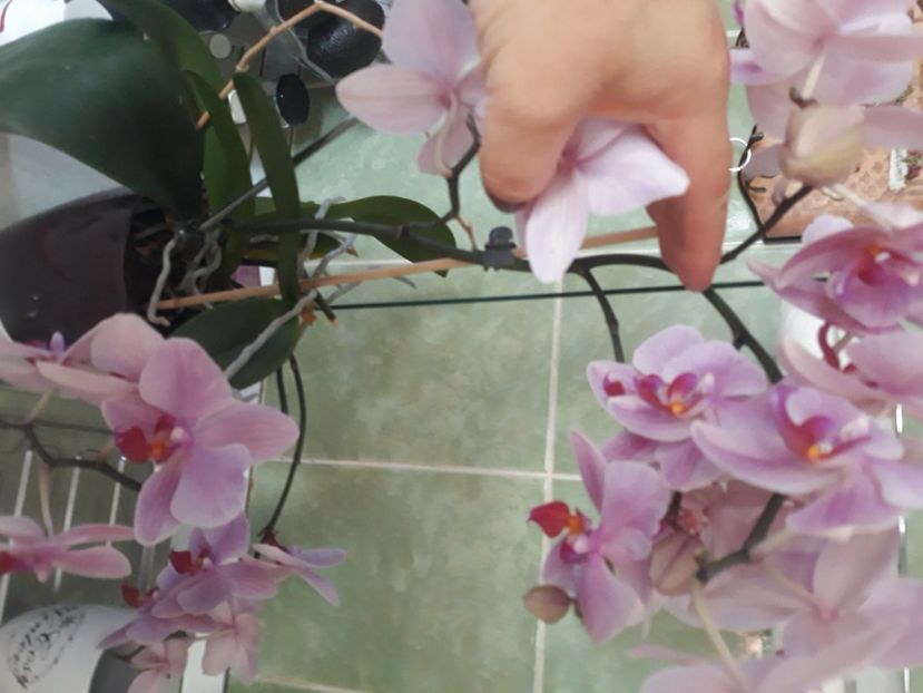  - Flori de apartament