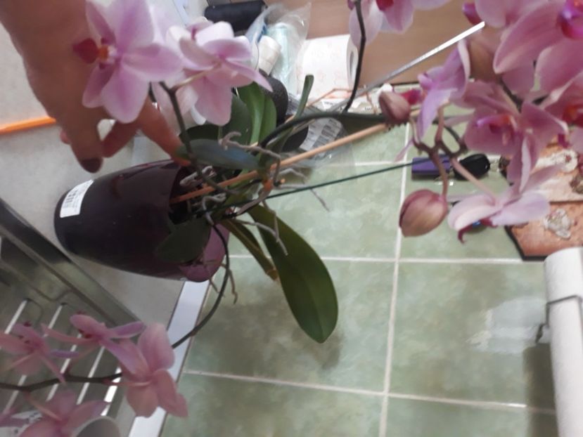  - Flori de apartament