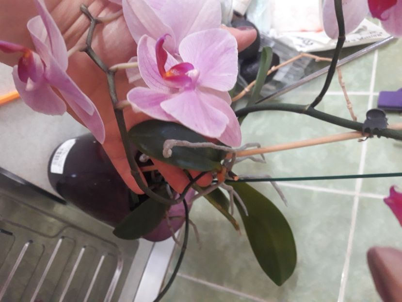  - Flori de apartament