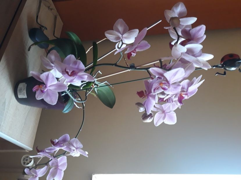  - Flori de apartament