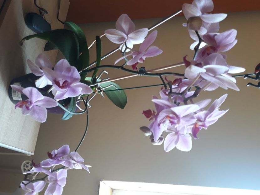  - Flori de apartament