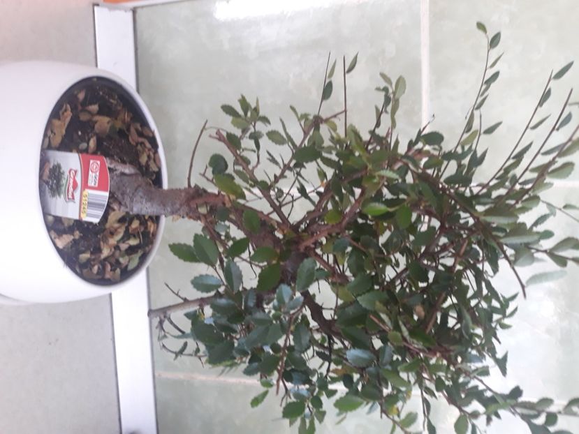 20200818_121439(0) - Flori de apartament