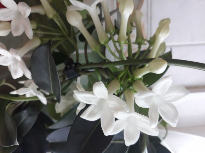  - Flori de apartament