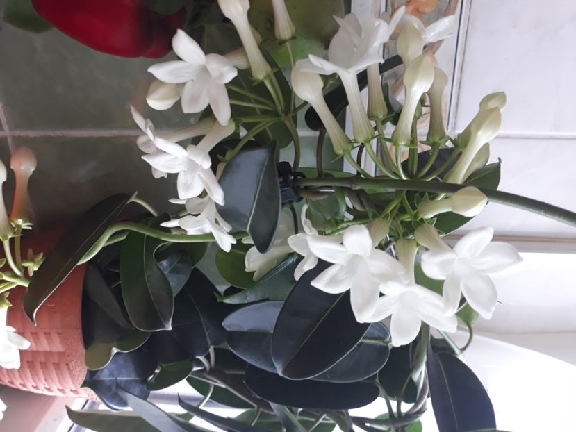  - Flori de apartament