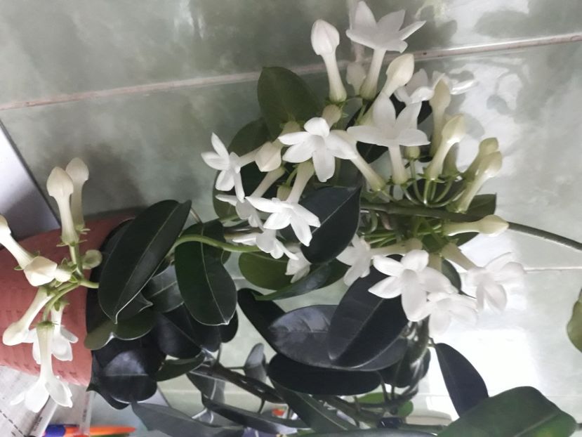  - Flori de apartament