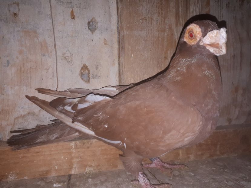 M tardiv vîndut - J2 _ tineret 2020