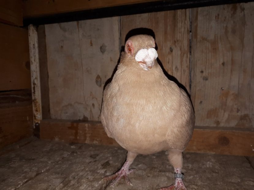 M vîndut - J2 _ tineret 2020