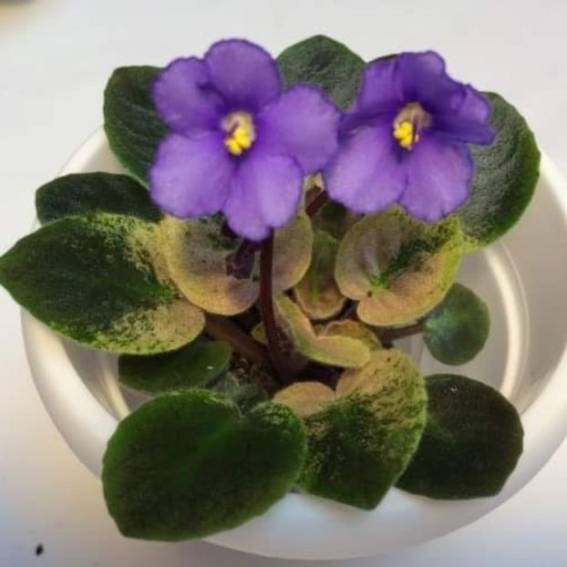  - LE Berlinskaya Lazurj