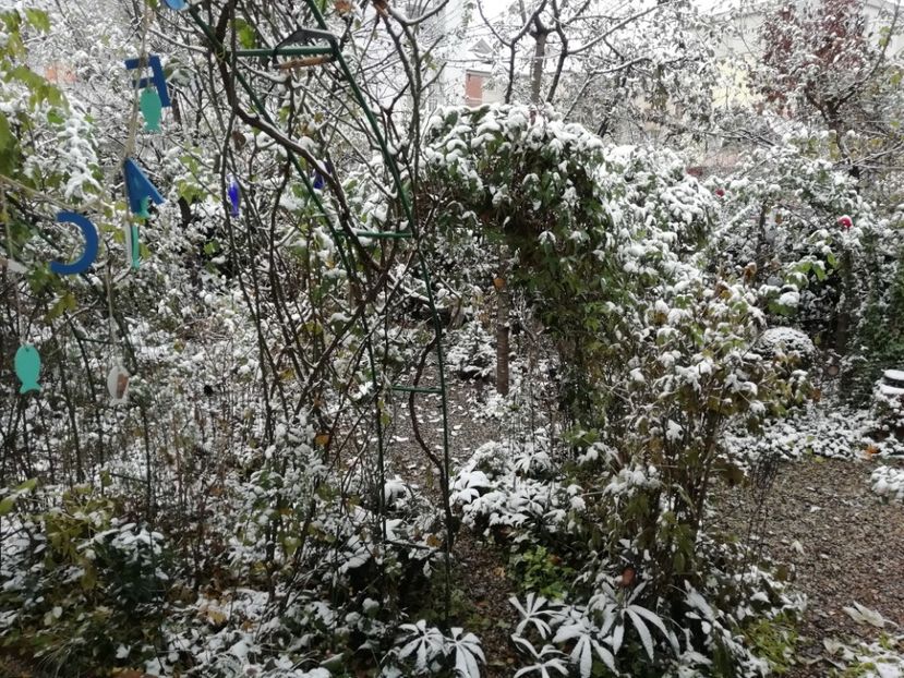 29.11.2020 - Grădina 2020 continuare 2